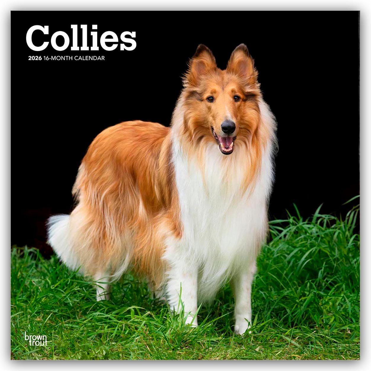 Vorderes Coverbild Collies - Langhaarcollie 2026 - 16-Monatskalender