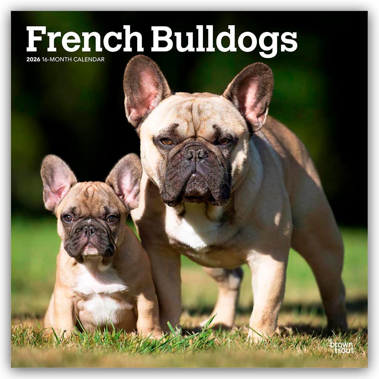 Vorderes Coverbild French Bulldogs - Französische Bulldogge 2026 - 16-Monatskalender