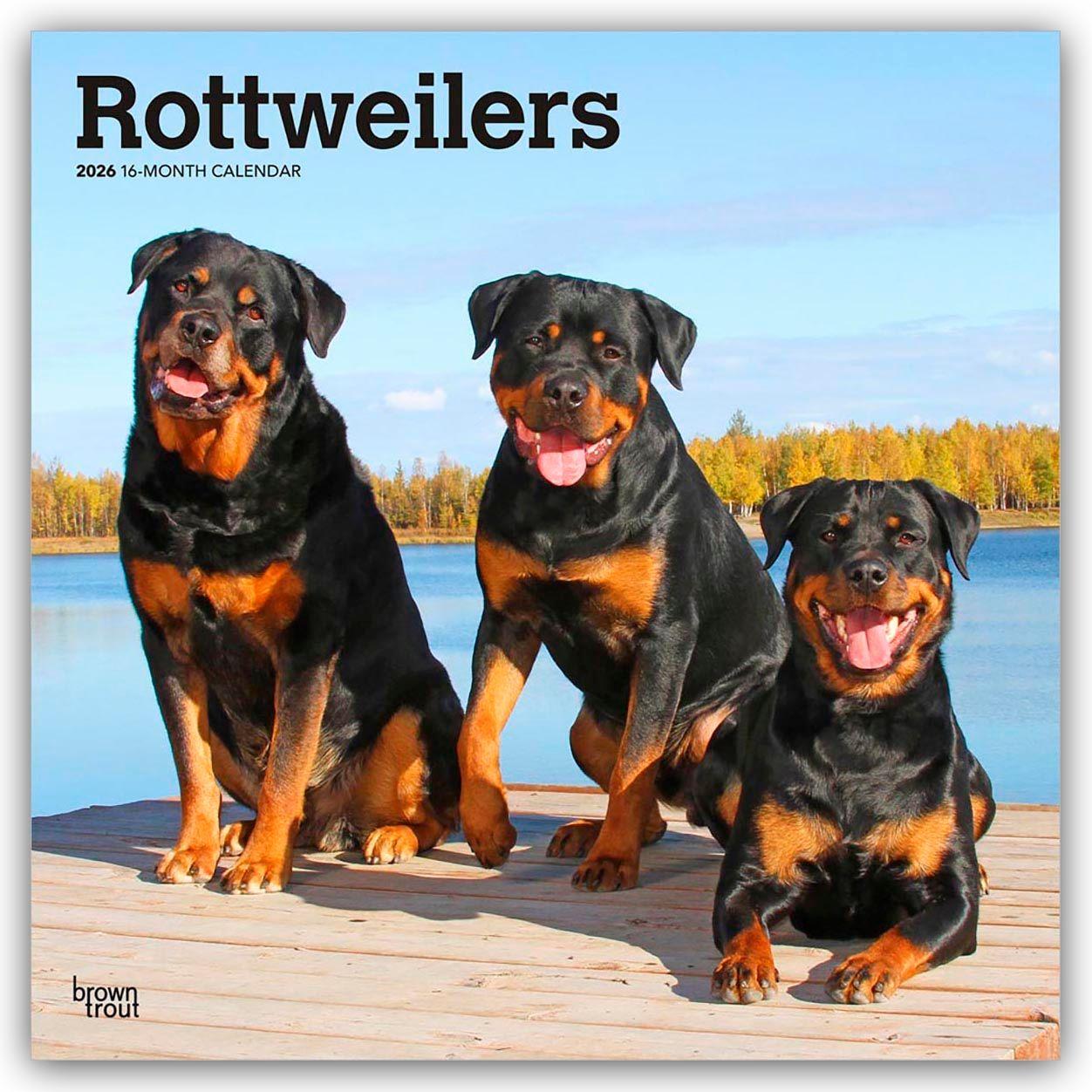 Vorderes Coverbild Rottweilers - Rottweiler 2026 - 16-Monatskalender