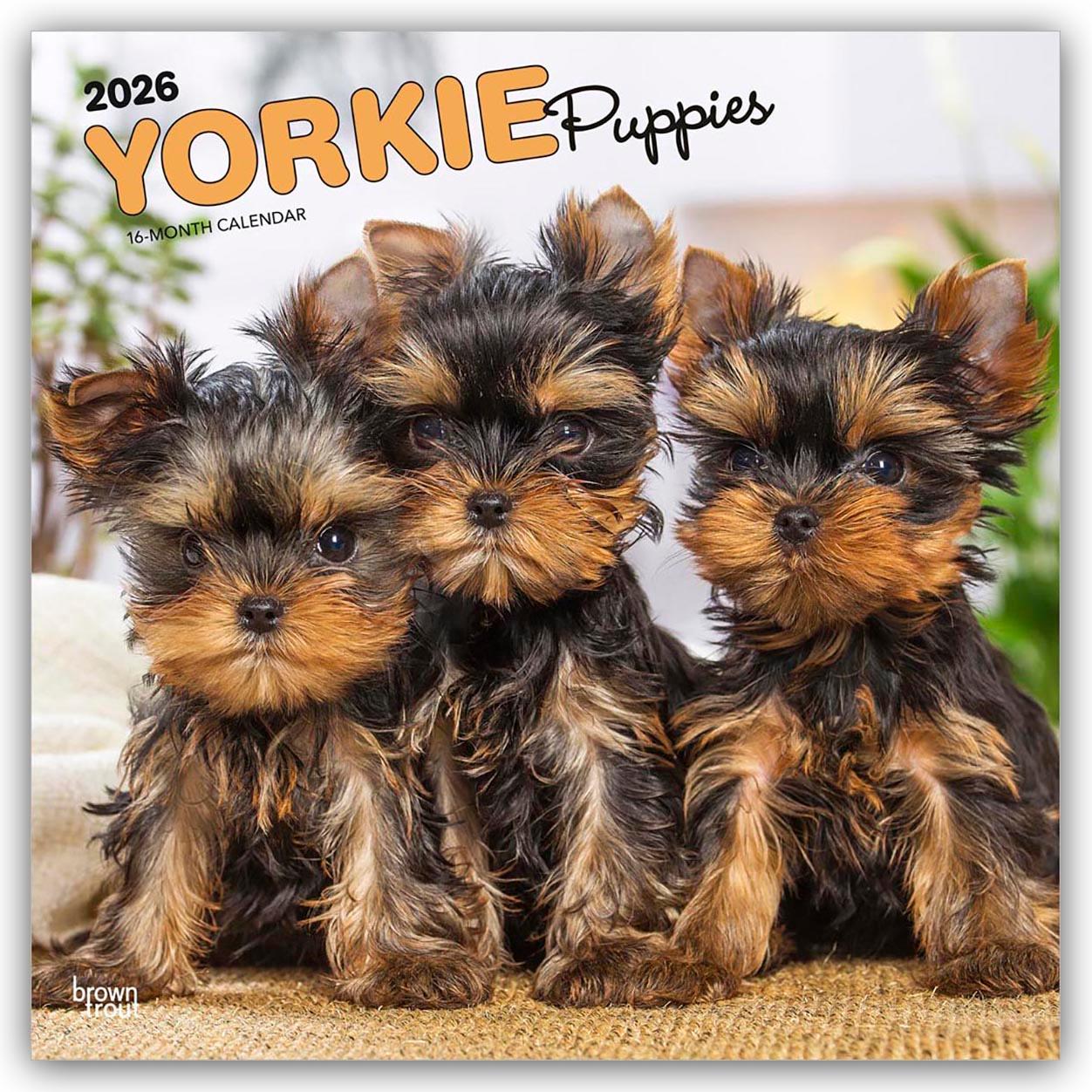 Vorderes Coverbild Yorkshire Terrier Puppies - Yorkshire Terrier Welpen - Yorkie Puppies - Yorkie Welpen 2026 - 16-Monatskalender