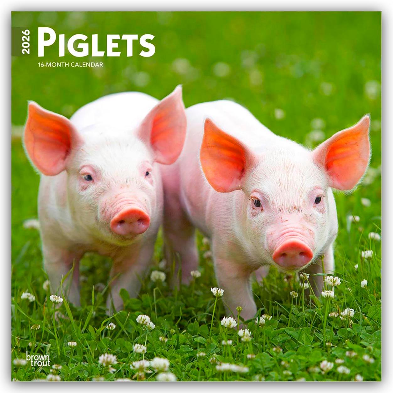 Vorderes Coverbild Piglets - Ferkel 2026 - 16-Monatskalender
