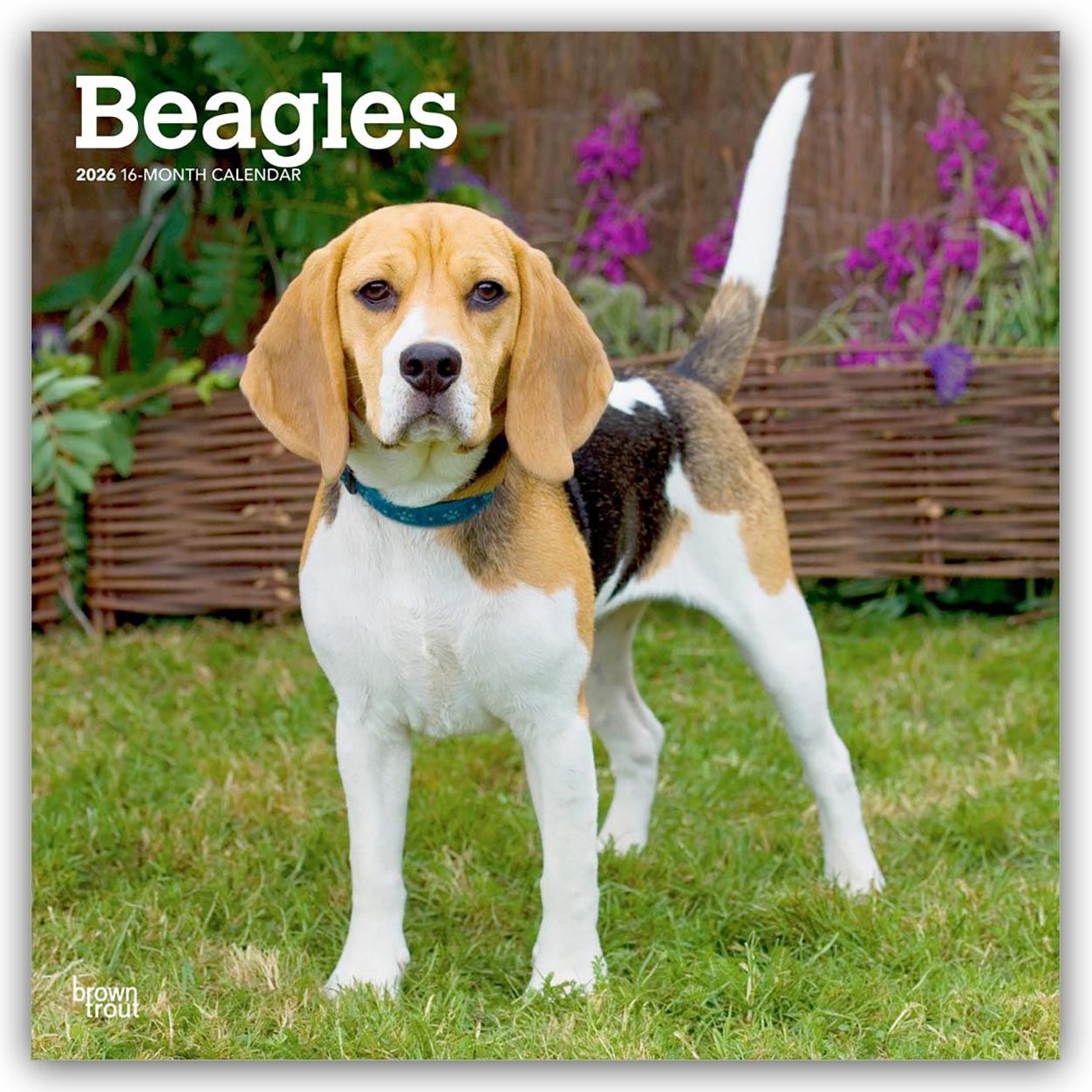 Vorderes Coverbild Beagles 2026 12 X 24 Inch (Hanging) Monthly Square Wall Calendar Plastic-Free