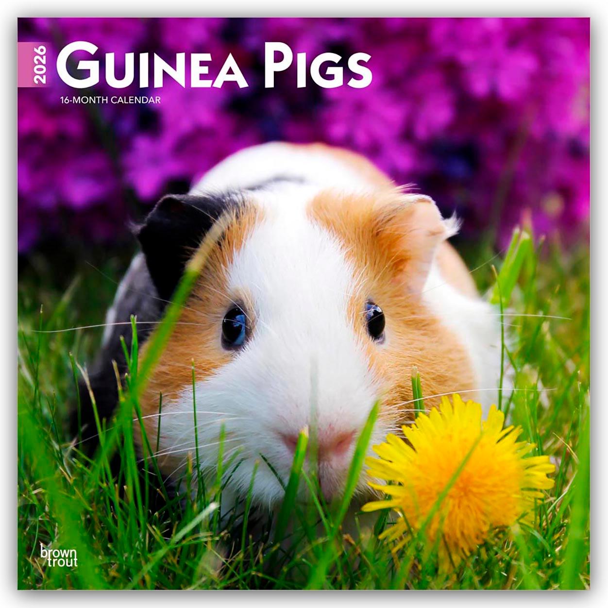 Vorderes Coverbild Guinea Pigs - Meerschweinchen 2026 - 16-Monatskalender