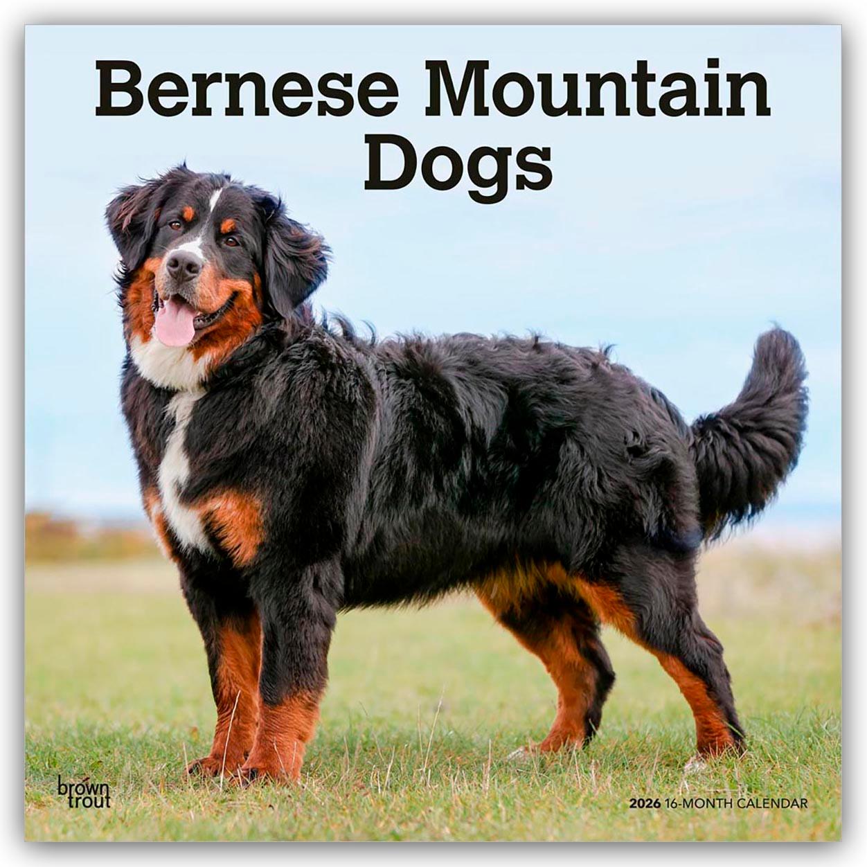 Vorderes Coverbild Bernese Mountain Dogs - Berner Sennenhund 2026 - 16-Monatskalender