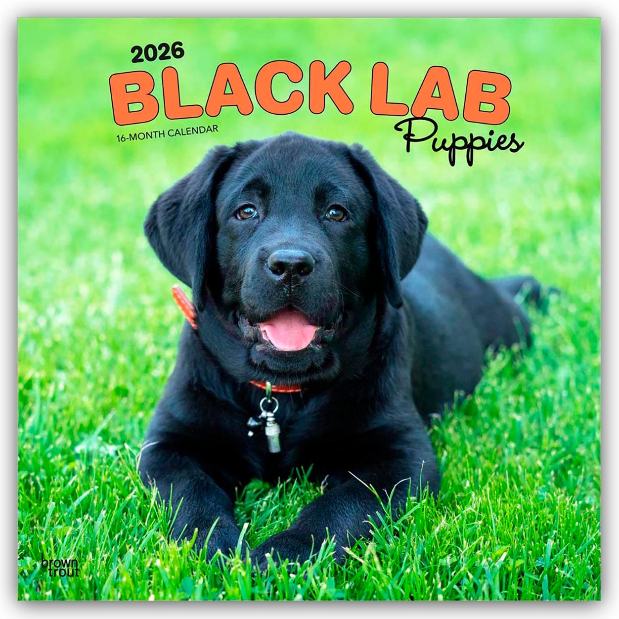 Vorderes Coverbild Black Labrador Retriever Puppies - Schwarze Labrador Retriever Welpen 2026 - 16-Monatskalender