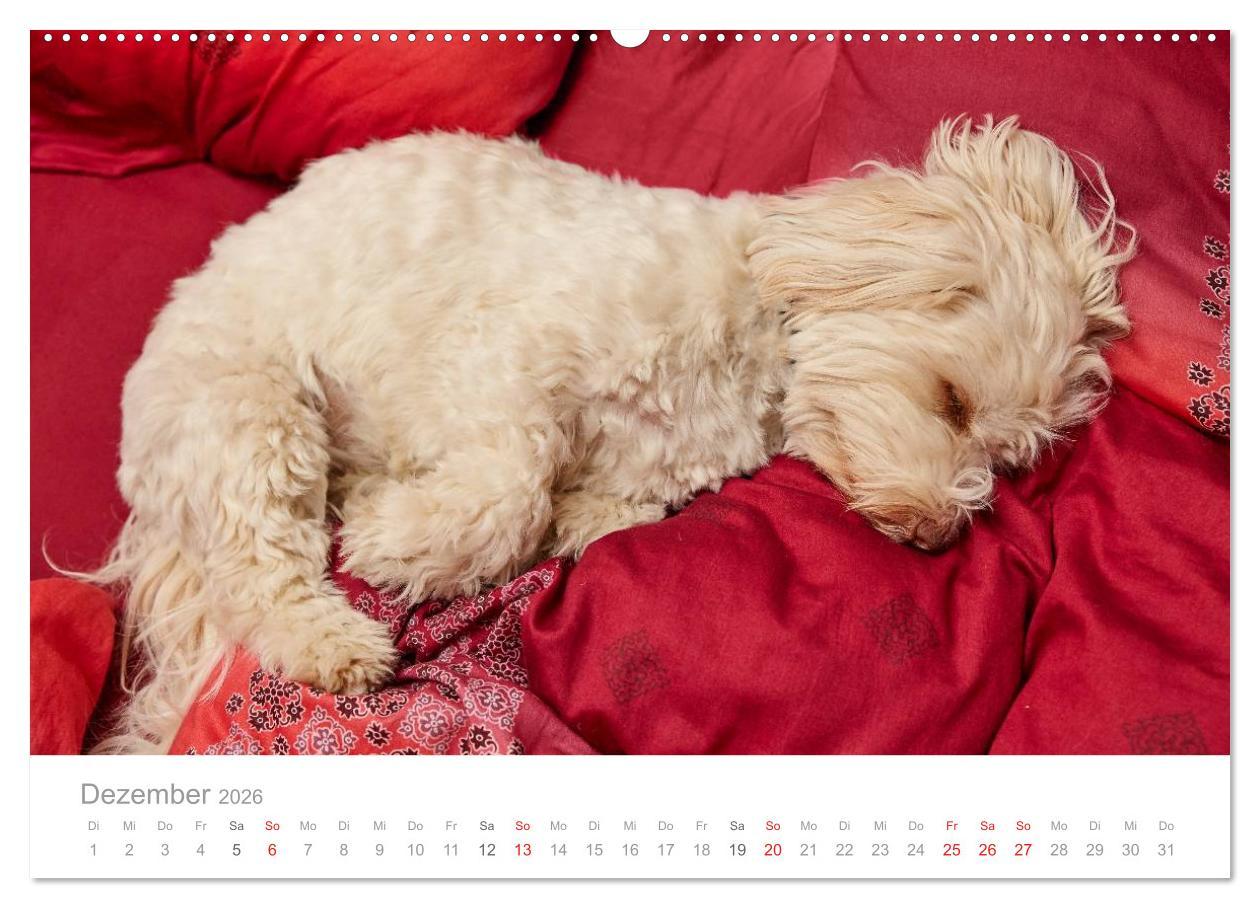 Beispielinhalt (Bild) Havaneser - Herz aus Gold (Wandkalender 2026 DIN A2 quer), CALVENDO Monatskalender