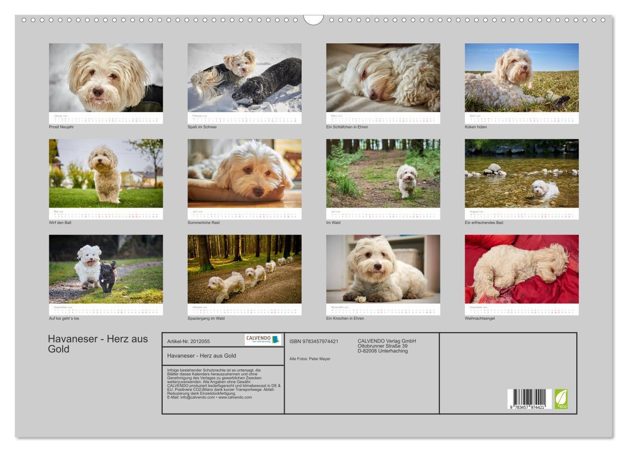 Beispielinhalt (Bild) Havaneser - Herz aus Gold (Wandkalender 2026 DIN A2 quer), CALVENDO Monatskalender