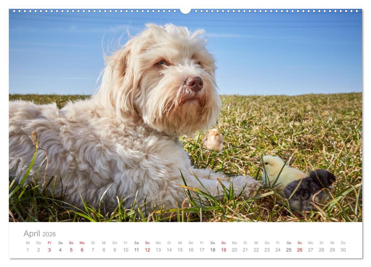 Beispielinhalt (Bild) Havaneser - Herz aus Gold (Wandkalender 2026 DIN A2 quer), CALVENDO Monatskalender