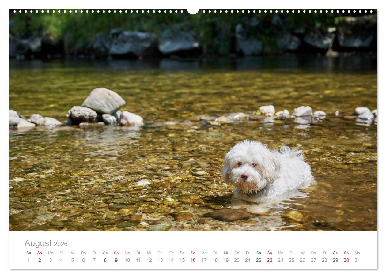 Beispielinhalt (Bild) Havaneser - Herz aus Gold (Wandkalender 2026 DIN A2 quer), CALVENDO Monatskalender
