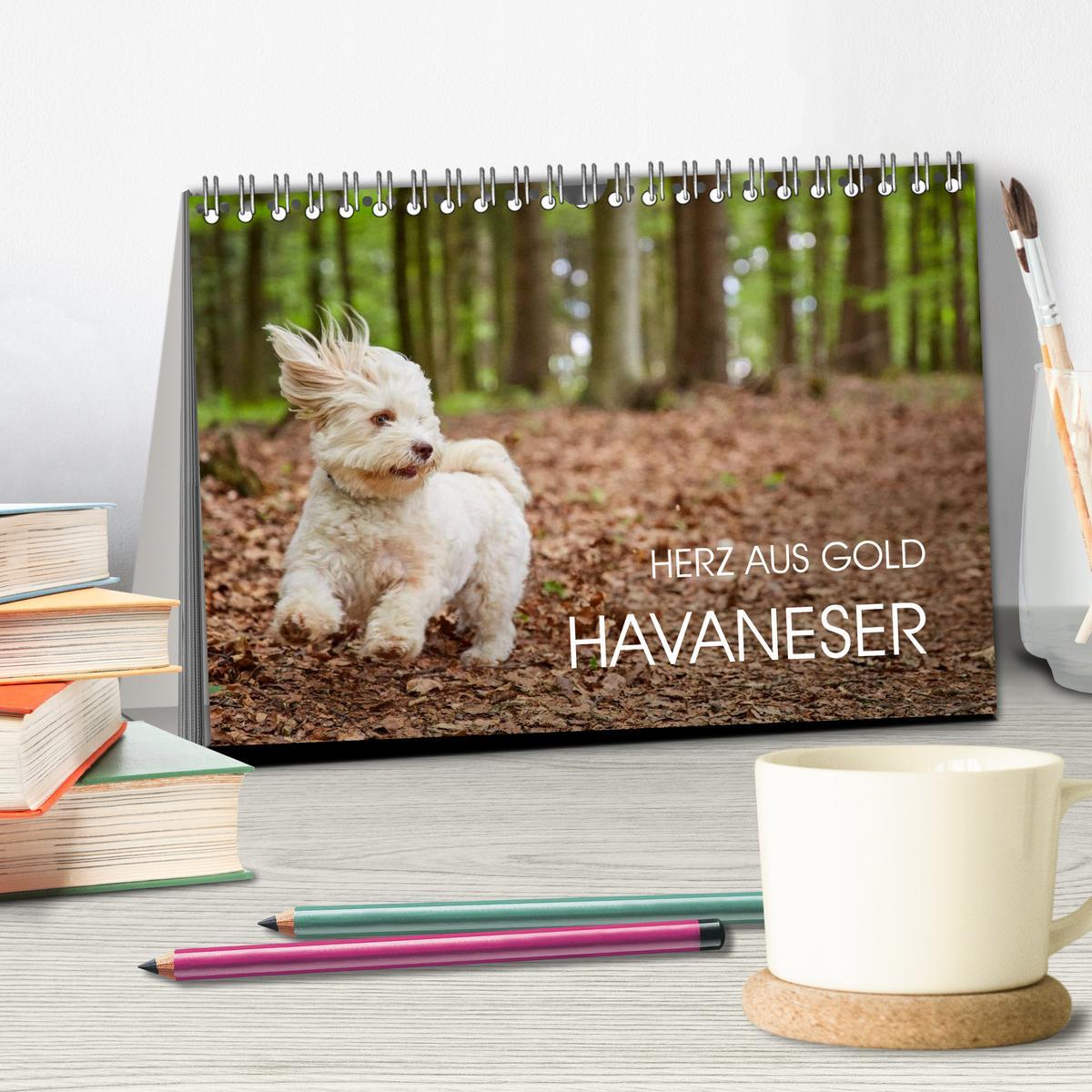 Beispielinhalt (Bild) Havaneser - Herz aus Gold (Tischkalender 2026 DIN A5 quer), CALVENDO Monatskalender