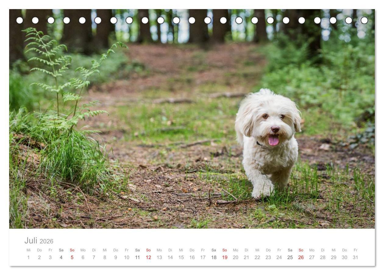 Beispielinhalt (Bild) Havaneser - Herz aus Gold (Tischkalender 2026 DIN A5 quer), CALVENDO Monatskalender