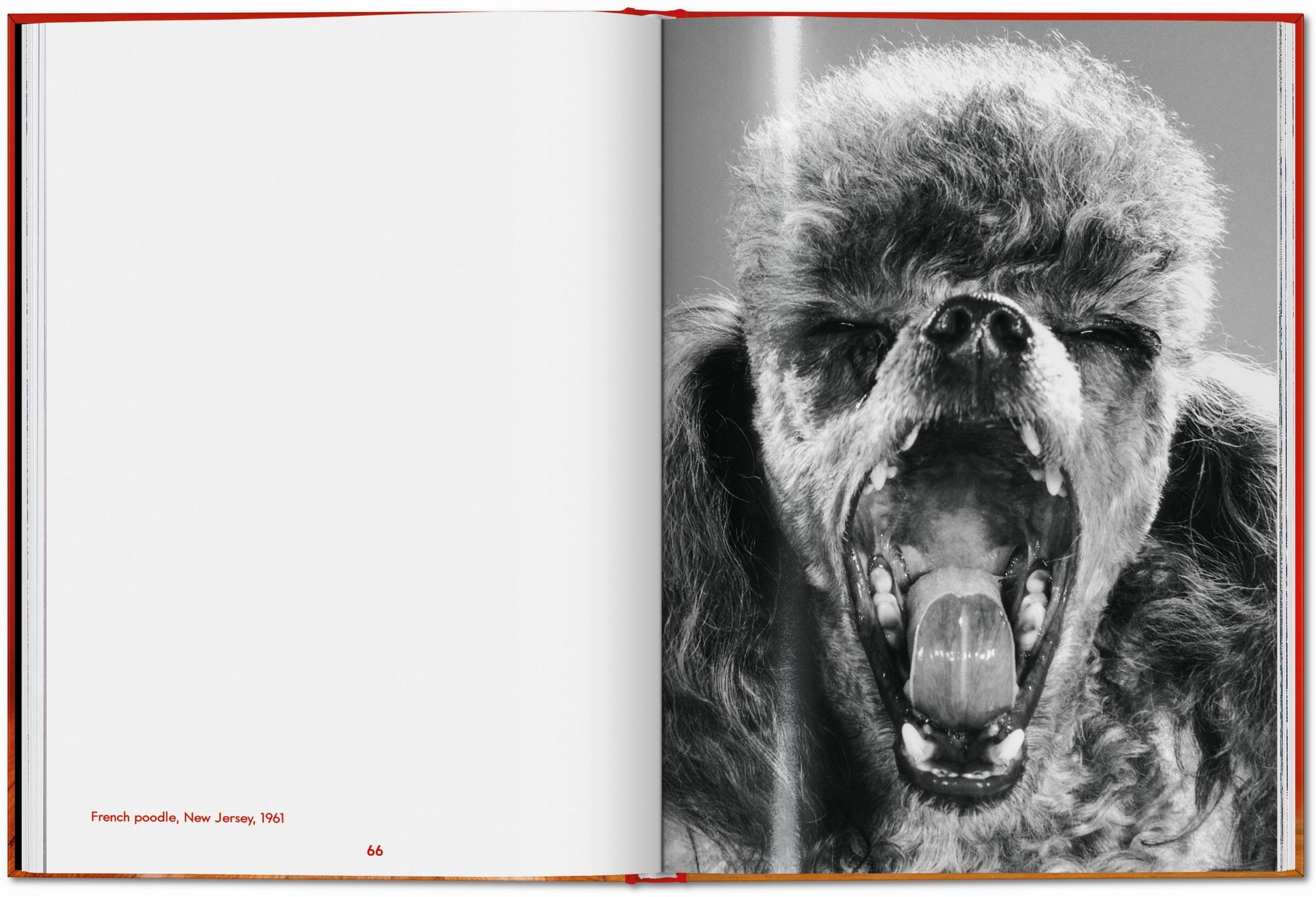 Beispielinhalt (Bild) Walter Chandoha. Dogs. Photographs 1941-1991