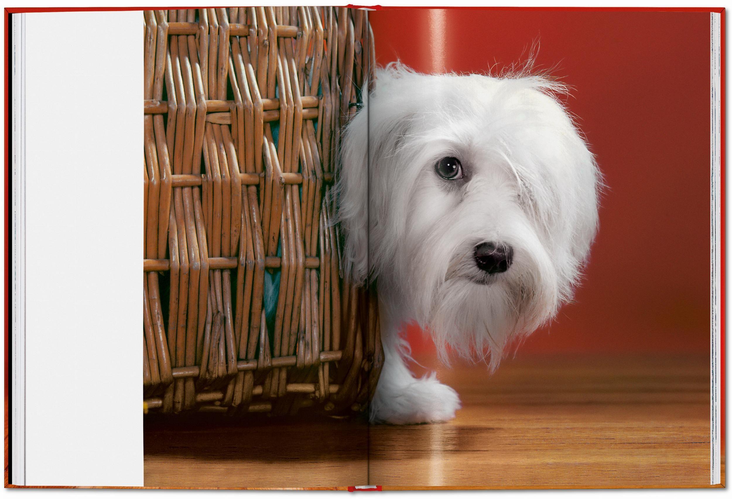 Beispielinhalt (Bild) Walter Chandoha. Dogs. Photographs 1941-1991