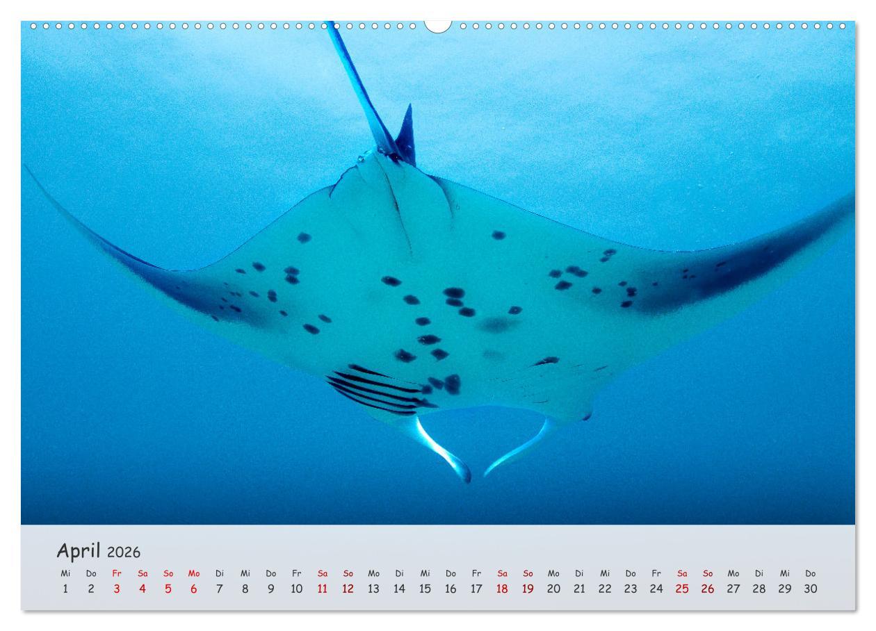 Beispielinhalt (Bild) Faszination Meer und Fische (hochwertiger Premium Wandkalender 2026 DIN A2 quer), Kunstdruck in Hochglanz