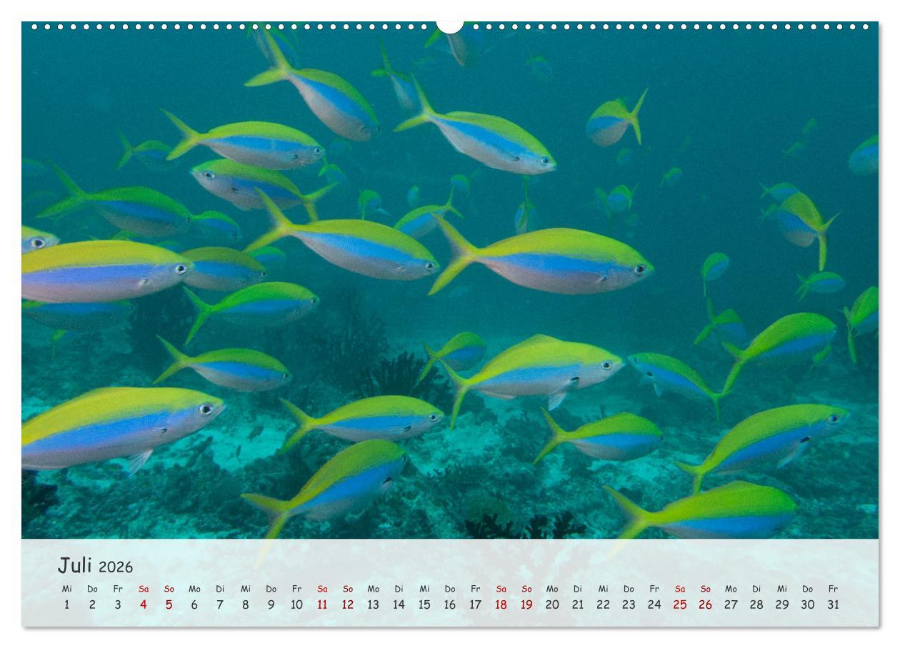 Beispielinhalt (Bild) Faszination Meer und Fische (hochwertiger Premium Wandkalender 2026 DIN A2 quer), Kunstdruck in Hochglanz