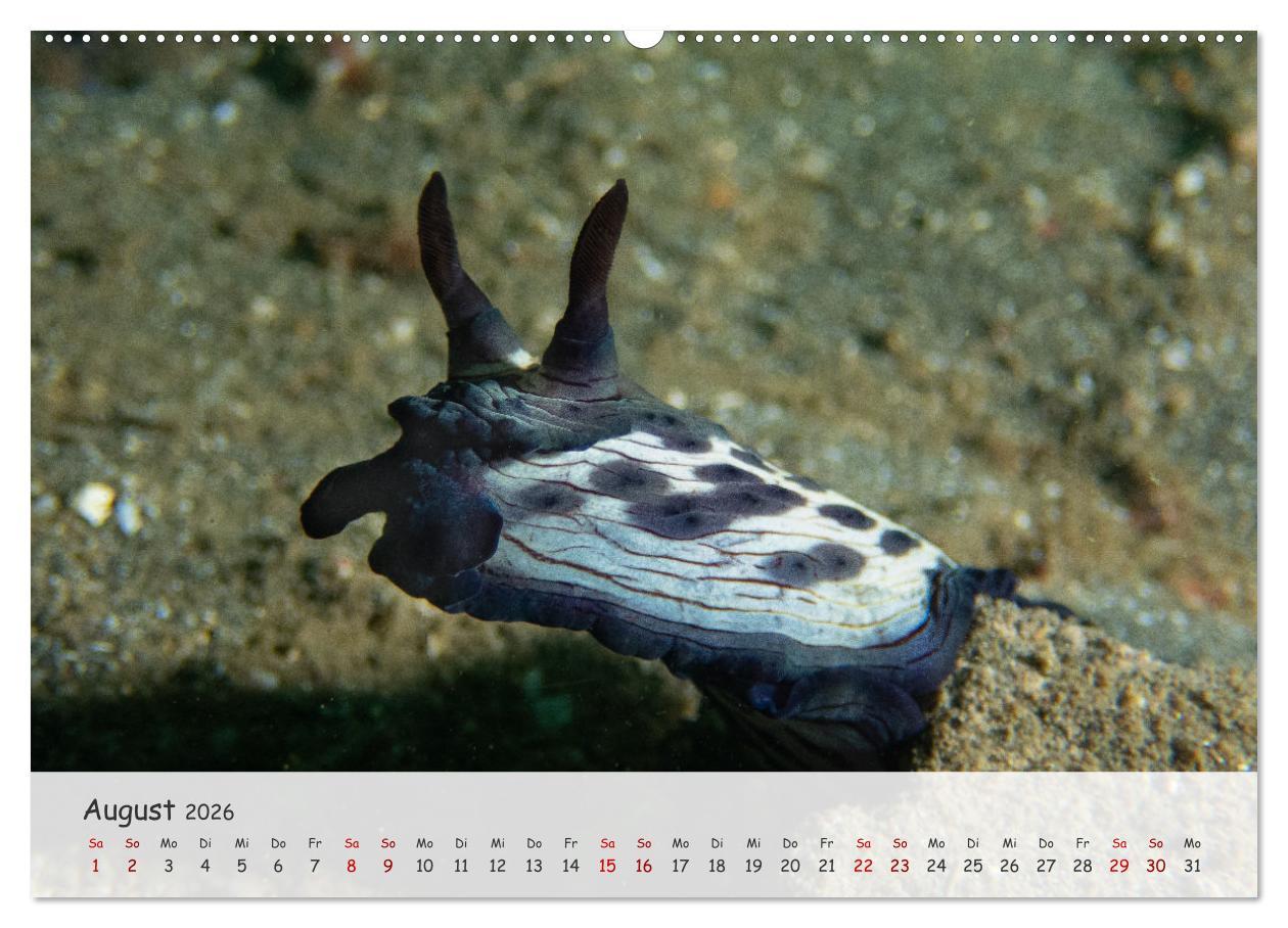 Beispielinhalt (Bild) Faszination Meer und Fische (hochwertiger Premium Wandkalender 2026 DIN A2 quer), Kunstdruck in Hochglanz