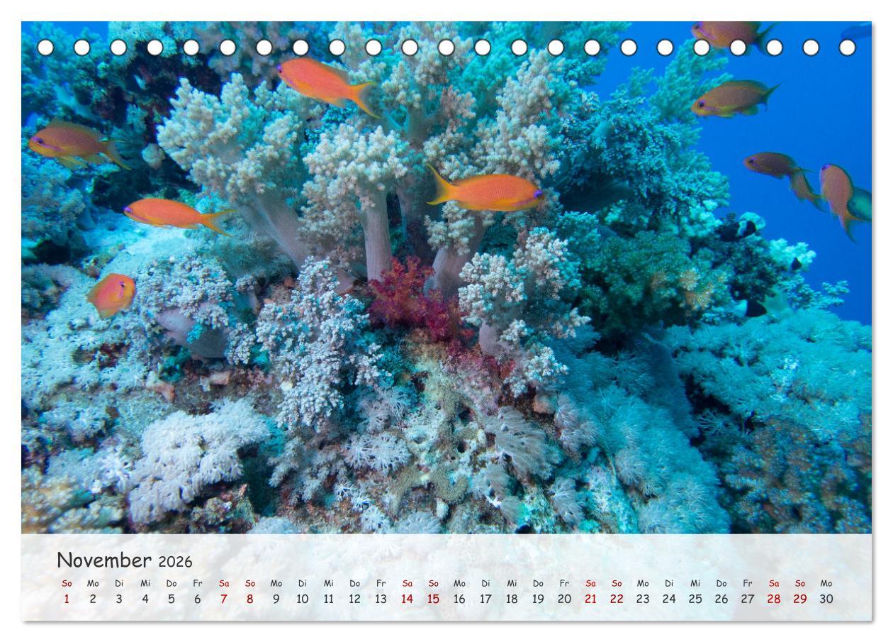 Beispielinhalt (Bild) Faszination Meer und Fische (Tischkalender 2026 DIN A5 quer), CALVENDO Monatskalender