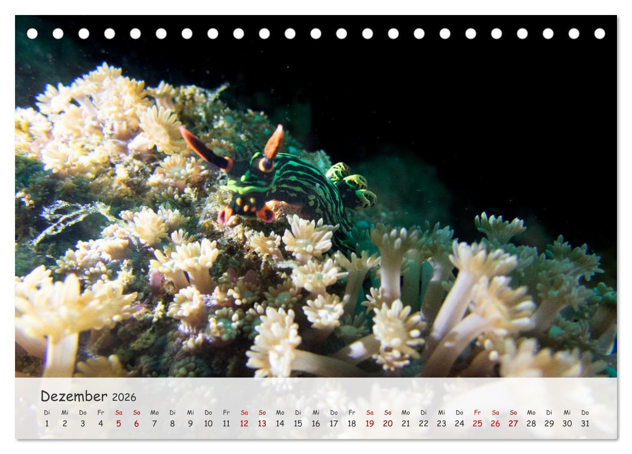 Beispielinhalt (Bild) Faszination Meer und Fische (Tischkalender 2026 DIN A5 quer), CALVENDO Monatskalender