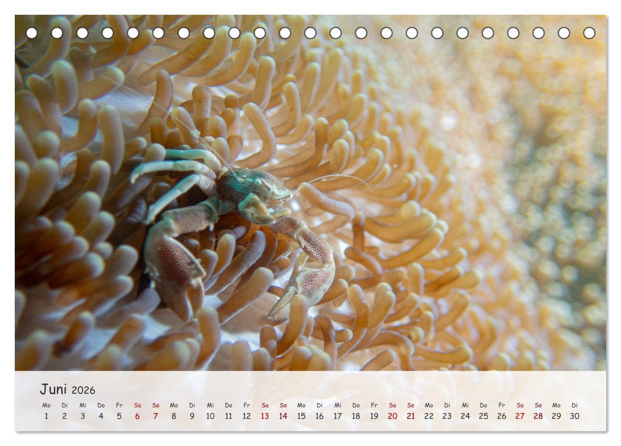 Beispielinhalt (Bild) Faszination Meer und Fische (Tischkalender 2026 DIN A5 quer), CALVENDO Monatskalender
