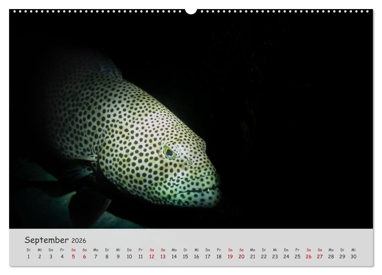 Beispielinhalt (Bild) Faszination Meer und Fische (Wandkalender 2026 DIN A2 quer), CALVENDO Monatskalender