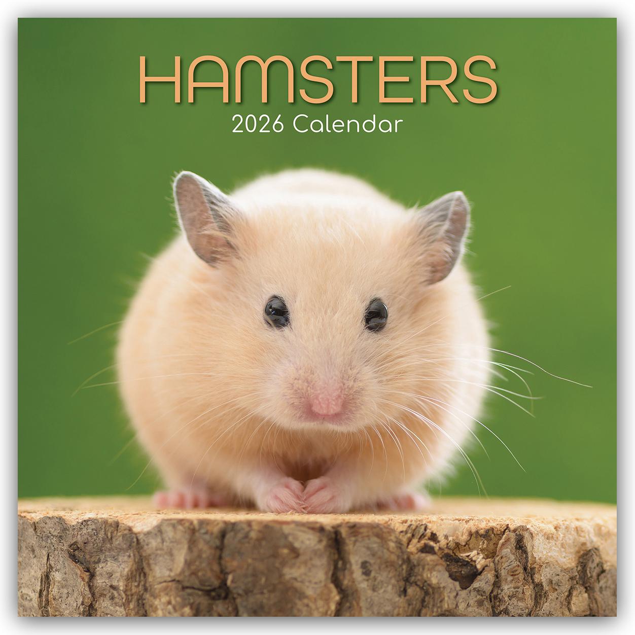 Vorderes Coverbild Hamsters - Hamster 2026 - 16-Monatskalender