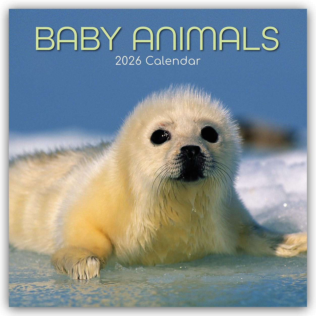 Vorderes Coverbild Baby Animals - Tierkinder 2026 - 16-Monatskalender