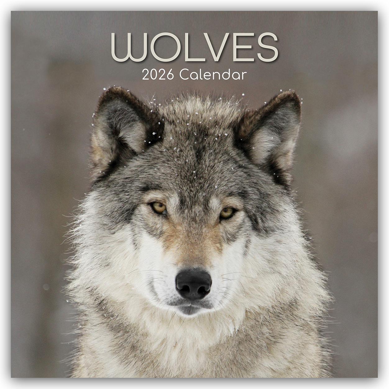 Vorderes Coverbild Wolves - Wölfe 2026 - 16-Monatskalender