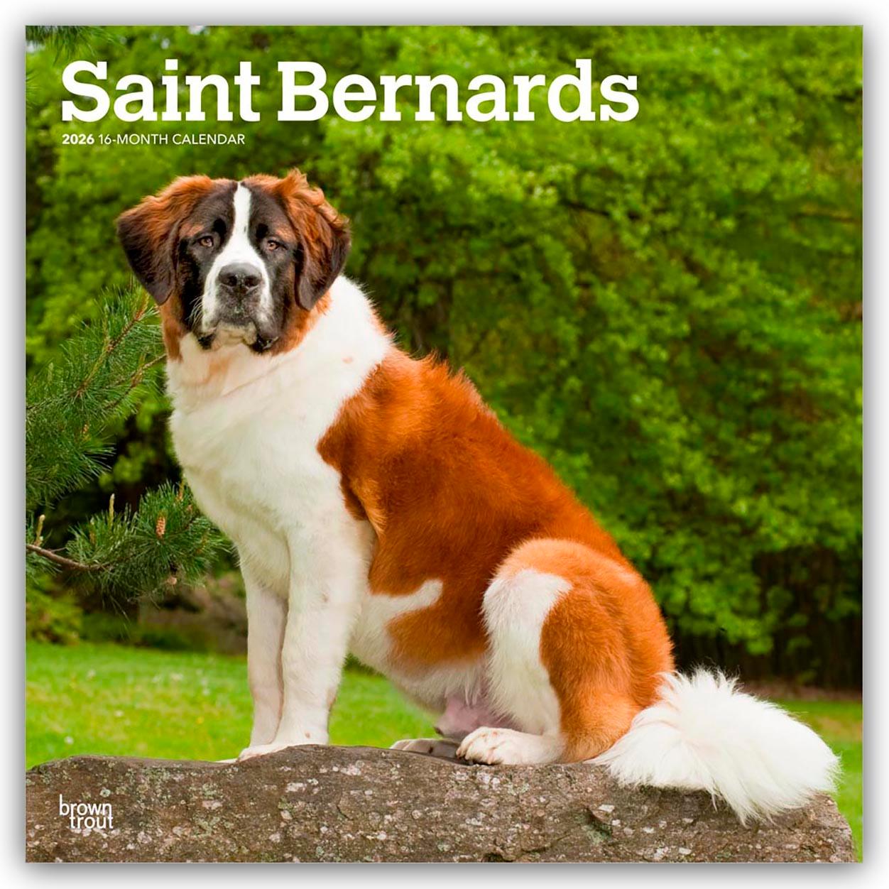 Vorderes Coverbild Saint Bernards - Bernhardiner 2026 - 16-Monatskalender