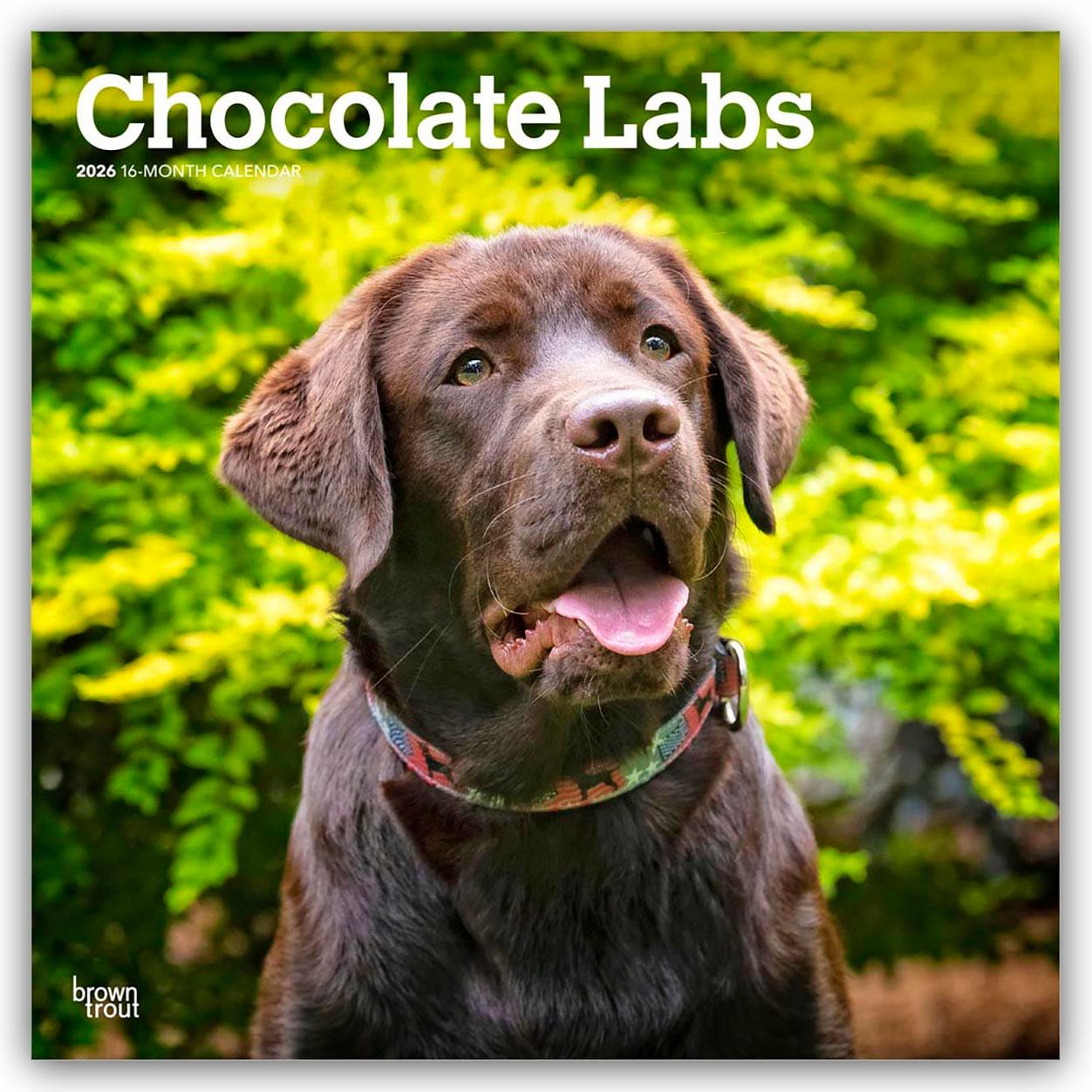 Vorderes Coverbild Chocolate Labrador Retriever - Brauner Labrador Retriever 2026 - 16-Monatskalender