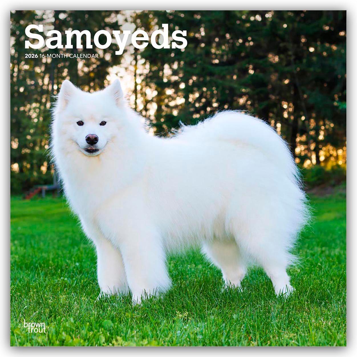 Vorderes Coverbild Samoyeds - Samojede 2026 - 16-Monatskalender