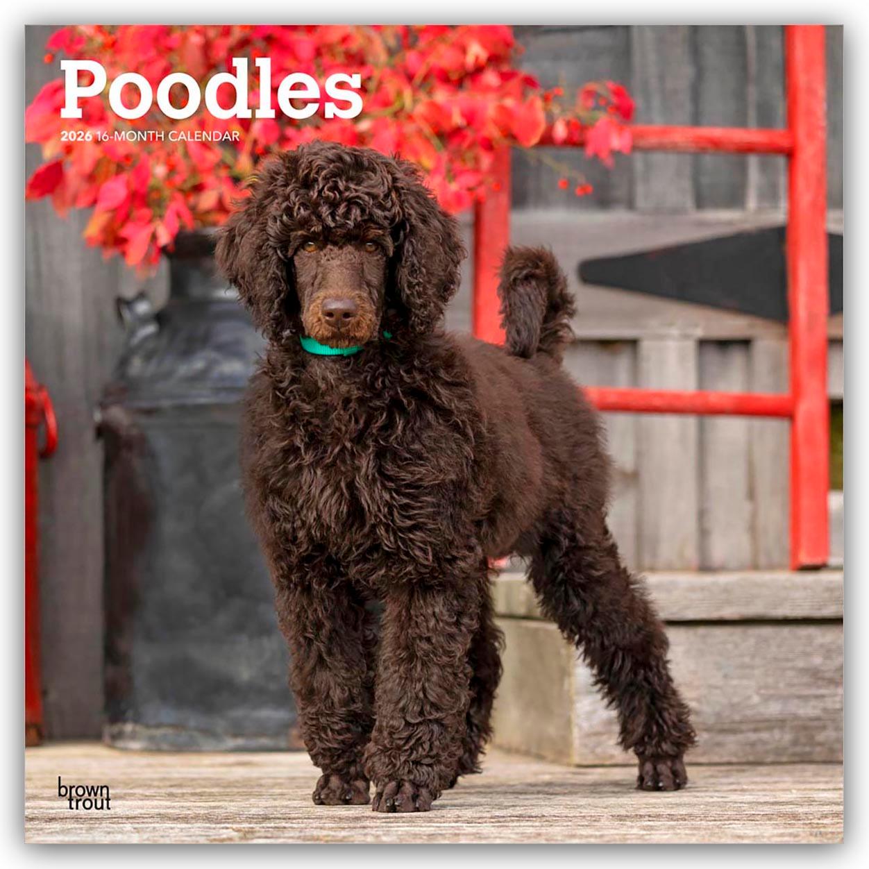 Vorderes Coverbild Poodles - Pudel 2026 - 16-Monatskalender