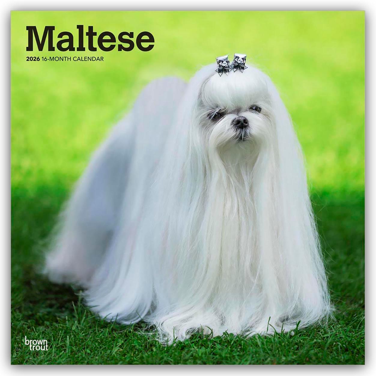 Vorderes Coverbild Maltese - Malteser 2026 - 16-Monatskalender