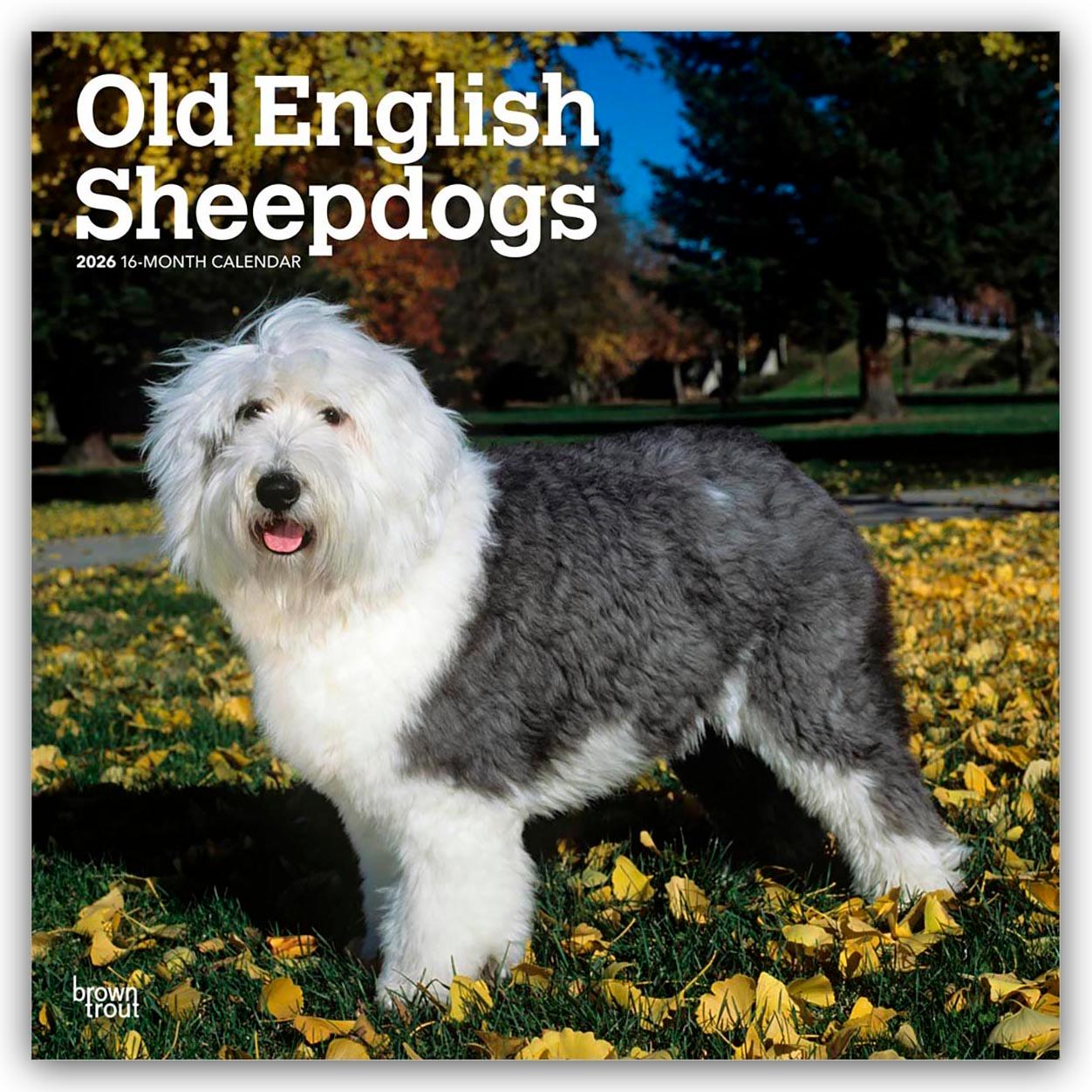 Vorderes Coverbild Old English Sheepdog - Bobtail - Altenglischer Schäferhund 2026 - 16-Monatskalender