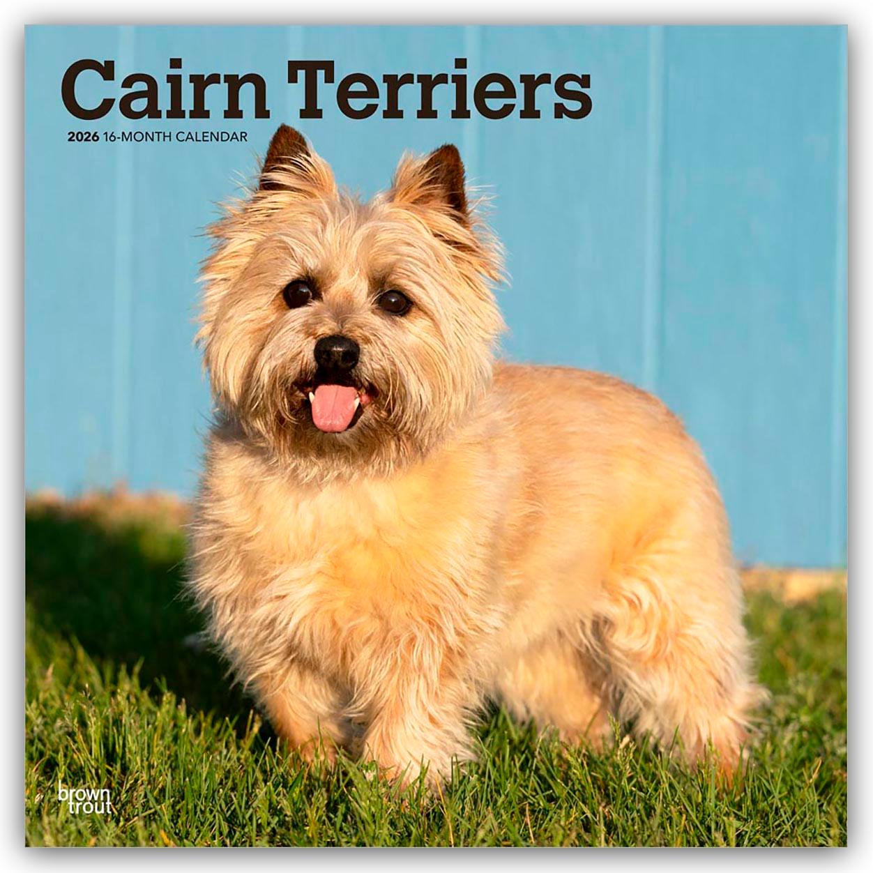 Vorderes Coverbild Cairn Terriers 2026 - 16-Monatskalender