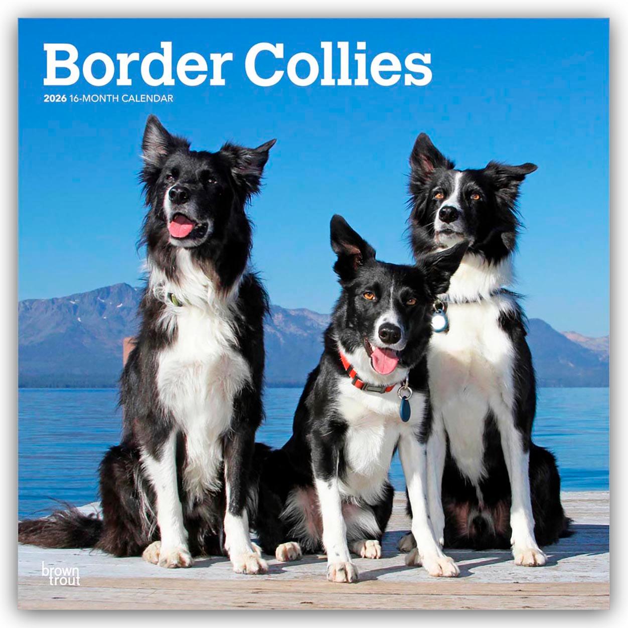 Vorderes Coverbild Border Collies 2026 - 16-Monatskalender
