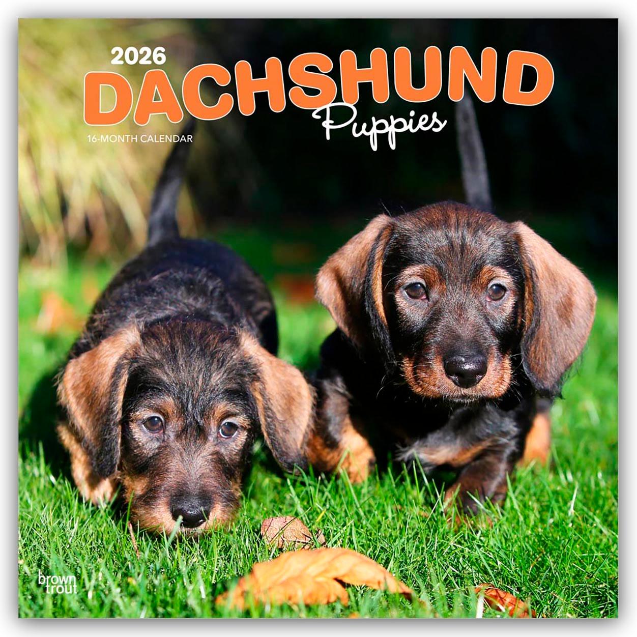 Vorderes Coverbild Dachshund Puppies 2026 12 X 24 Inch (Hanging) Monthly Square Wall Calendar Plastic-Free