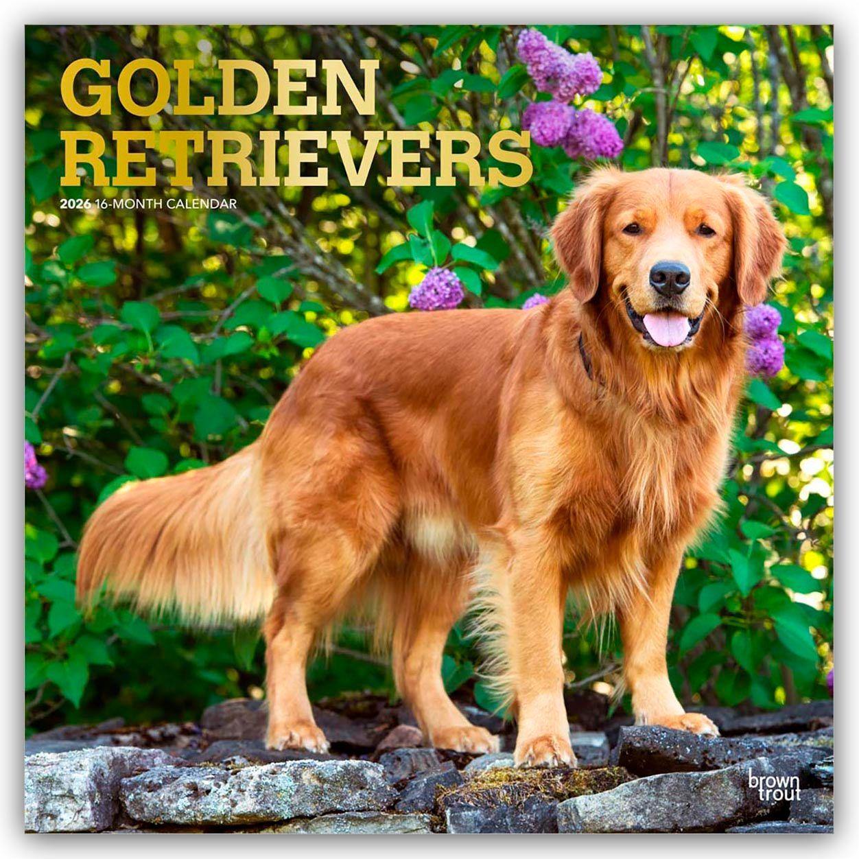 Vorderes Coverbild Golden Retrievers - Golden Retriever 2026 - 16-Monatskalender