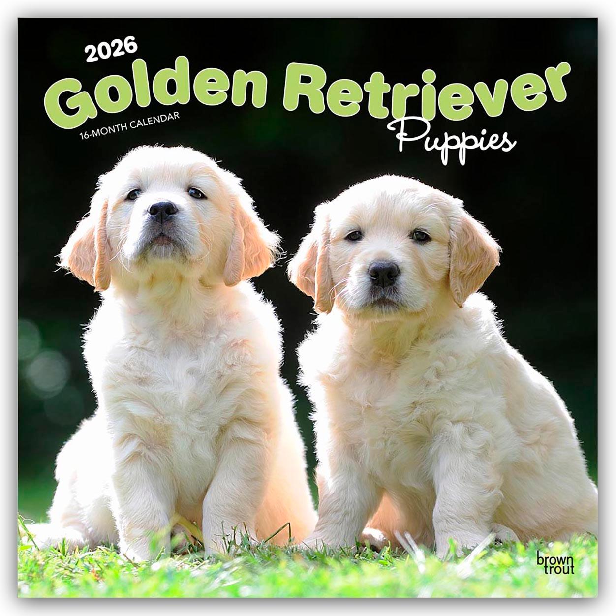 Vorderes Coverbild Golden Retriever Puppies - Golden Retriever Welpen 2026 - 16-Monatskalender