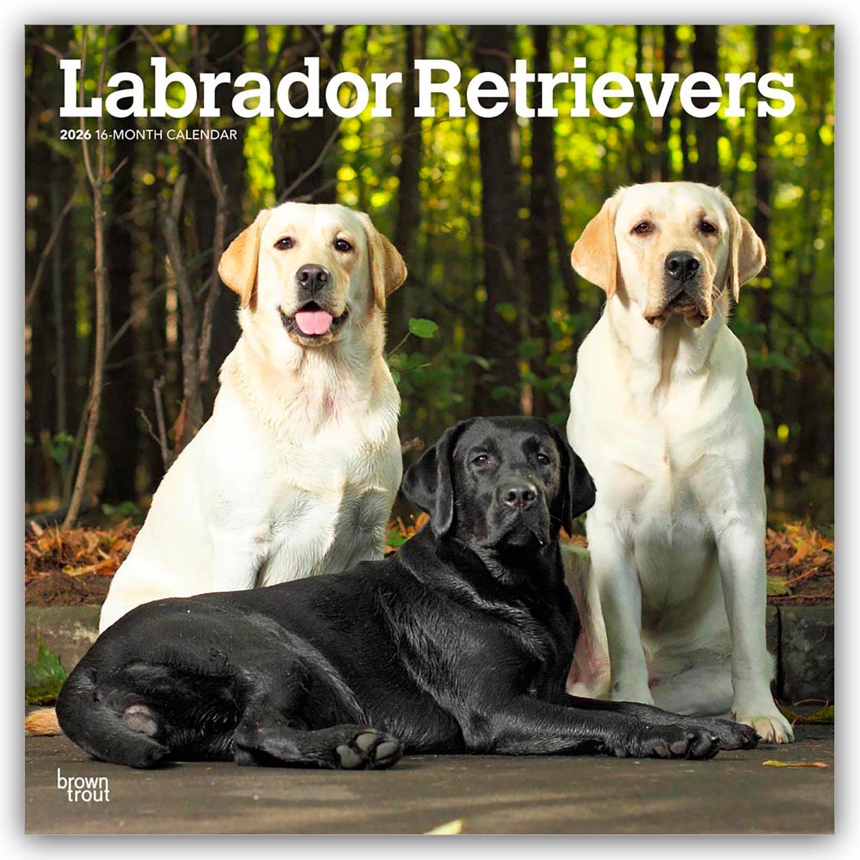 Vorderes Coverbild Labrador Retrievers - Labrador Retriever 2026 - 16-Monatskalender