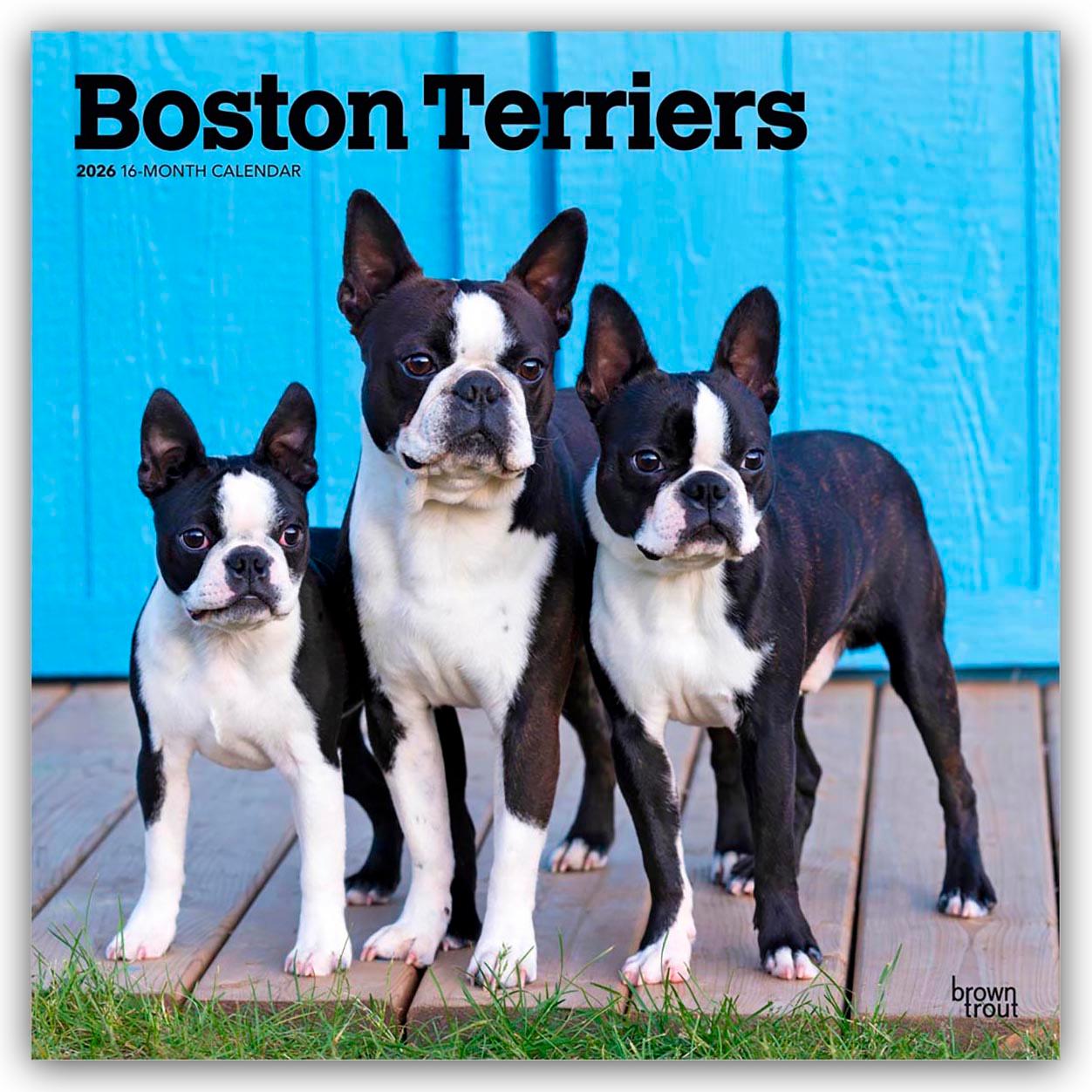 Vorderes Coverbild Boston Terriers 2026 - 16-Monatskalender