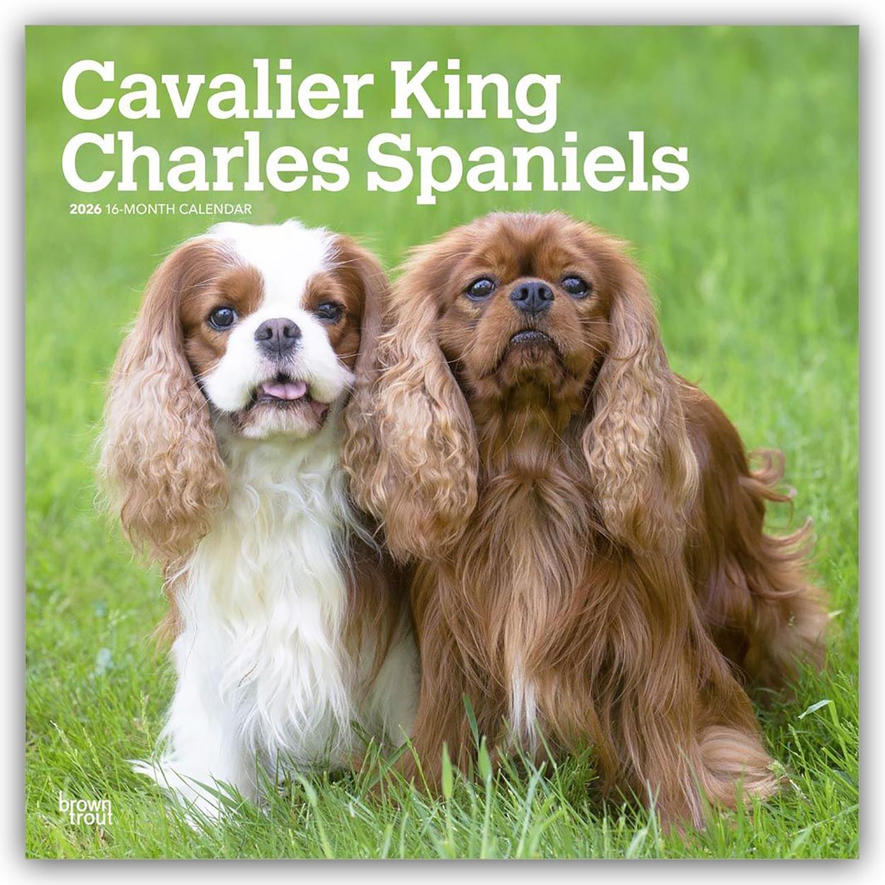 Vorderes Coverbild Cavalier King Charles Spaniels 2026 12 X 24 Inch (Hanging) Monthly Square Wall Calendar Plastic-Free