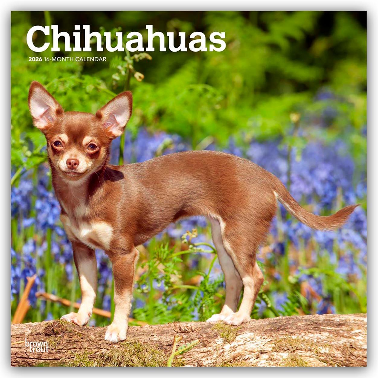Vorderes Coverbild Chihuahuas 2026 - 16-Monatskalender