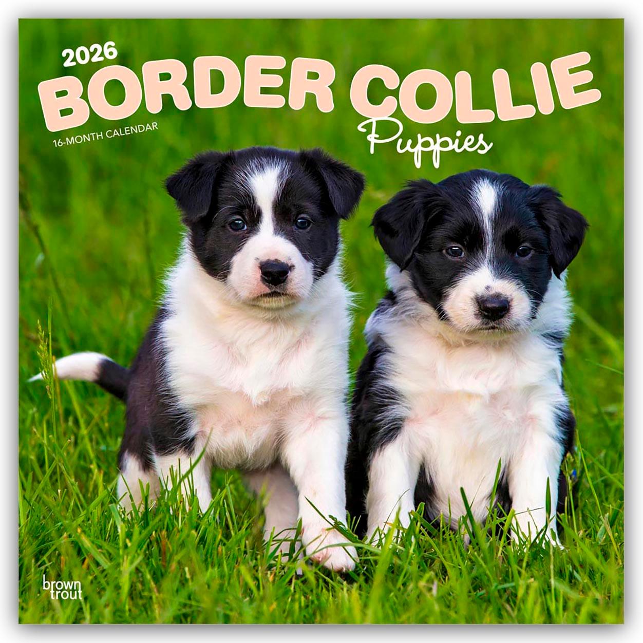 Vorderes Coverbild Border Collie Puppies - Border Collie Welpen 2026 - 16-Monatskalender