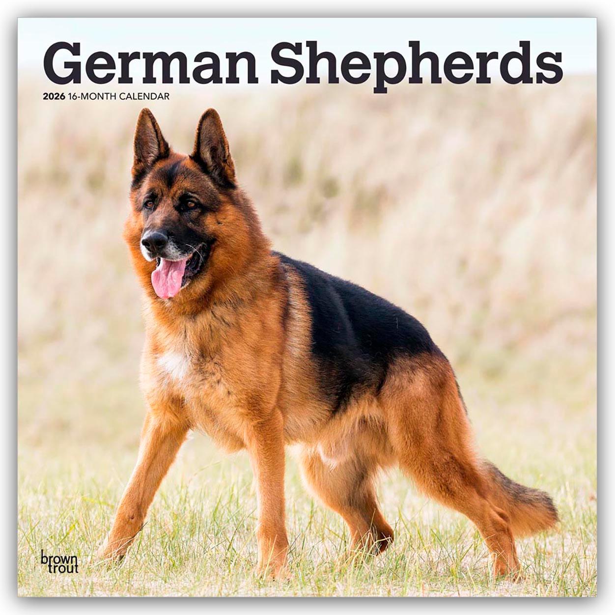Vorderes Coverbild German Shepherds - Deutsche Schäferhunde 2026 - 16-Monatskalender