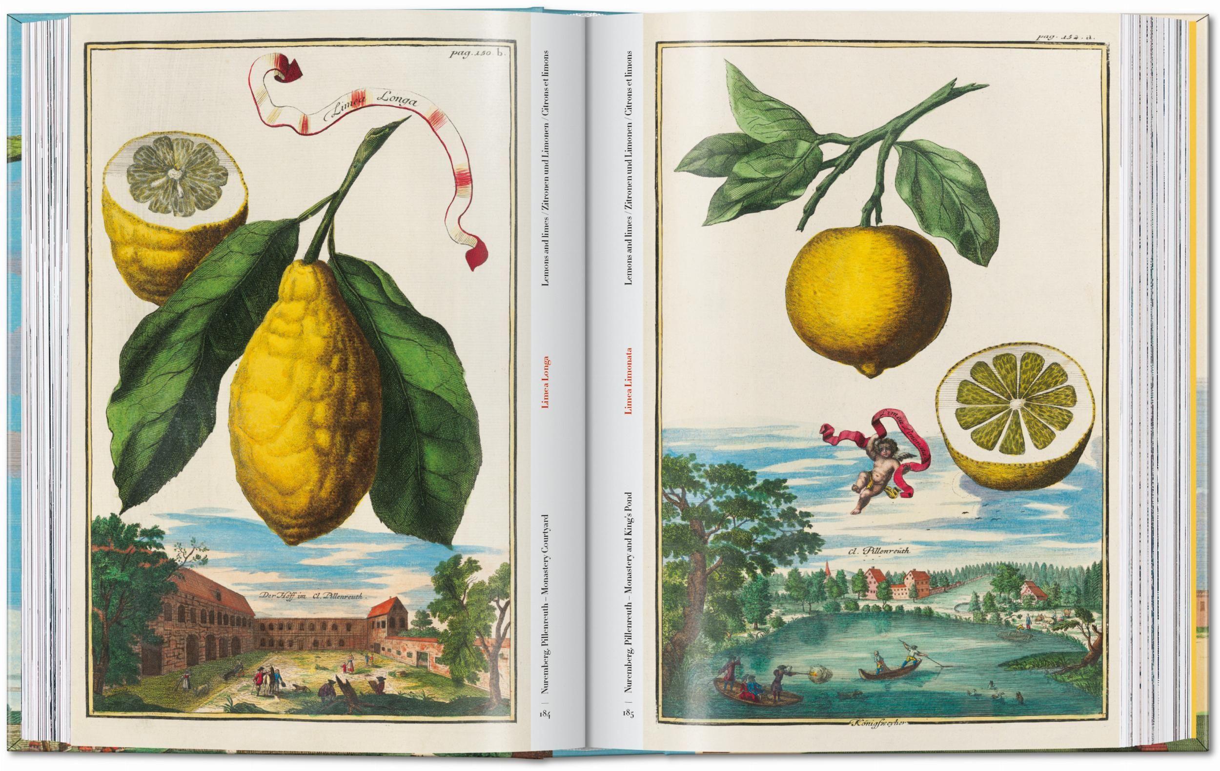 Beispielinhalt (Bild) J. C. Volkamer. The Book of Citrus Fruits. 45th Ed.
