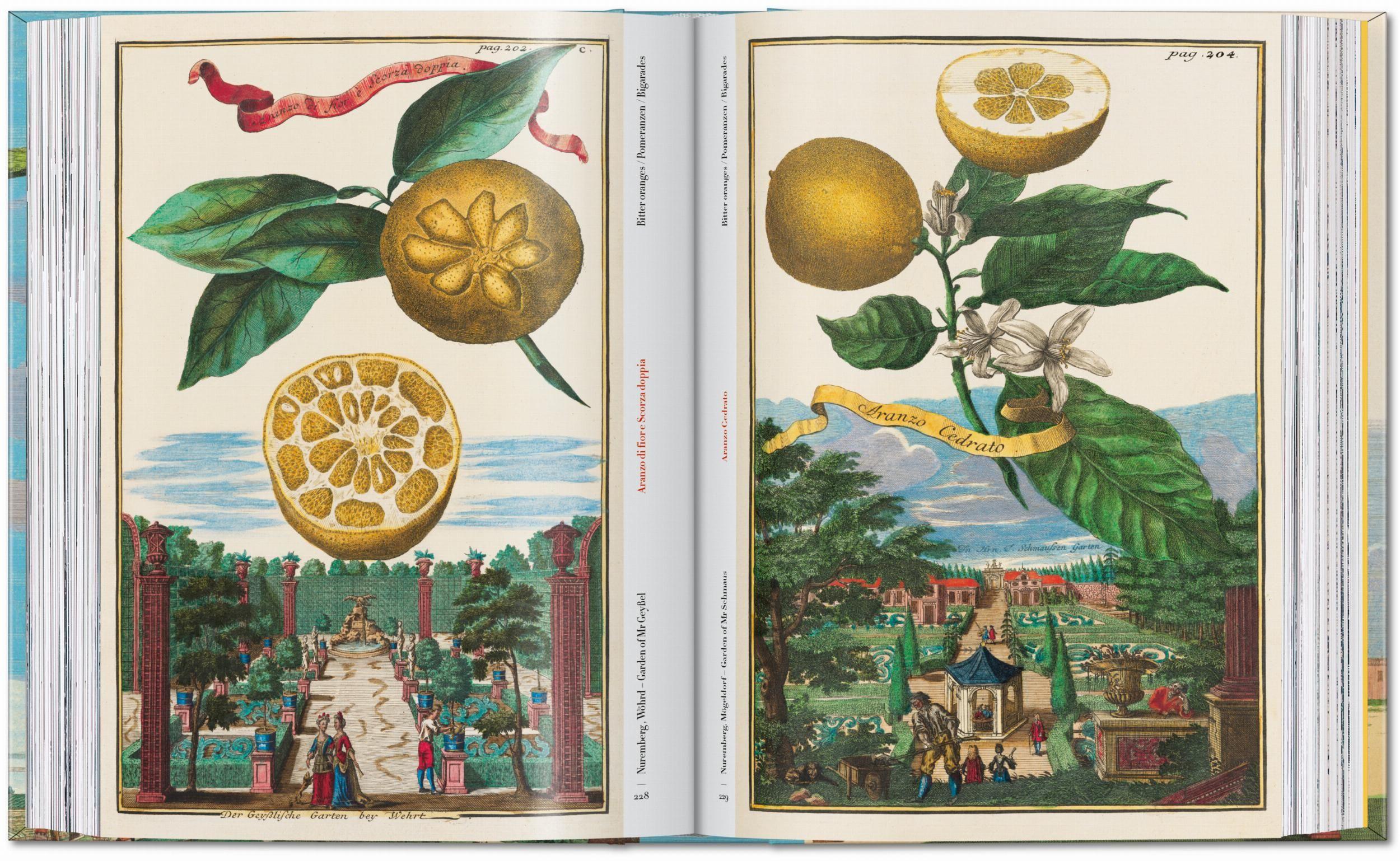 Beispielinhalt (Bild) J. C. Volkamer. The Book of Citrus Fruits. 45th Ed.