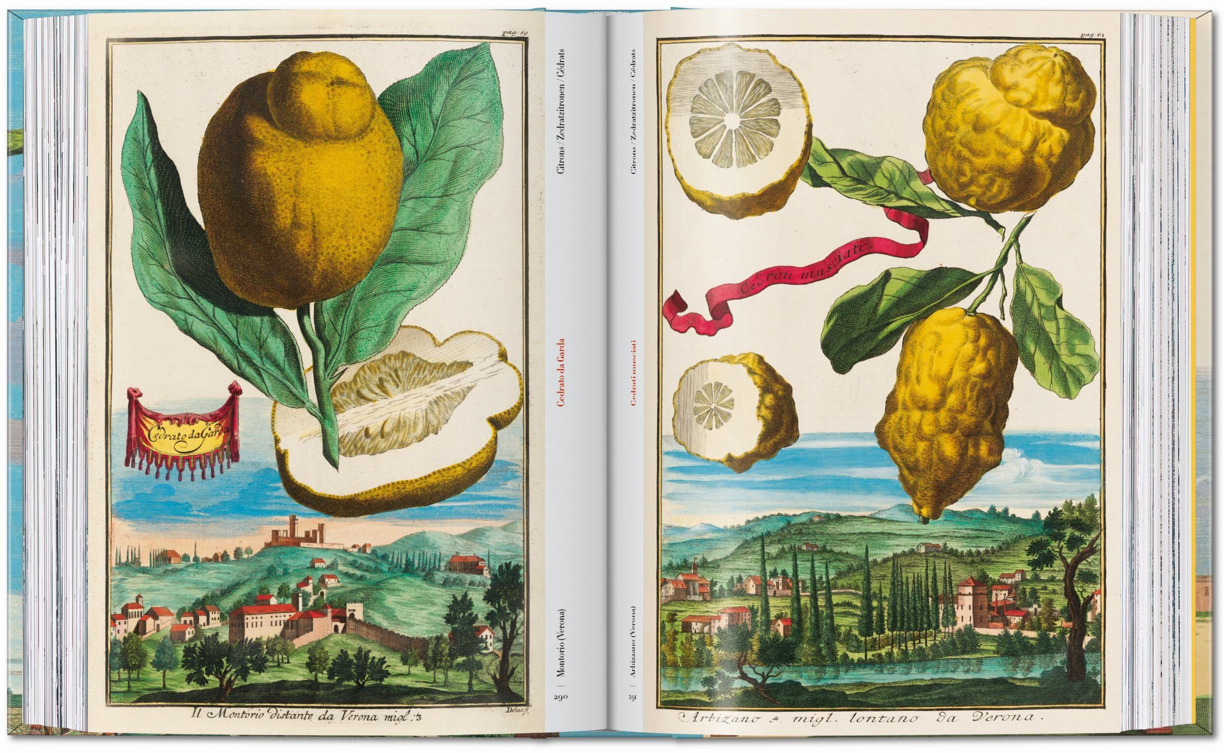Beispielinhalt (Bild) J. C. Volkamer. The Book of Citrus Fruits. 45th Ed.