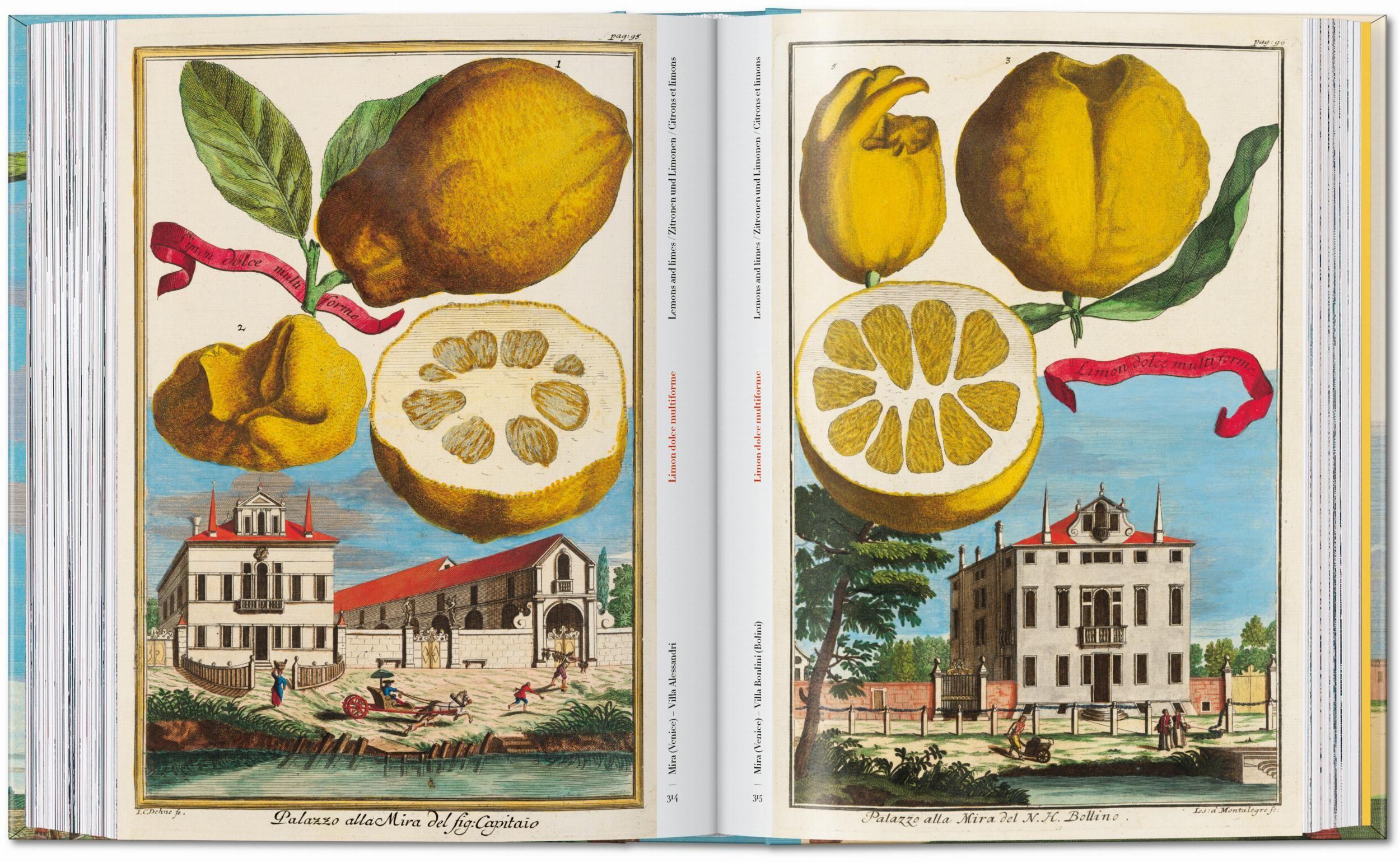 Beispielinhalt (Bild) J. C. Volkamer. The Book of Citrus Fruits. 45th Ed.
