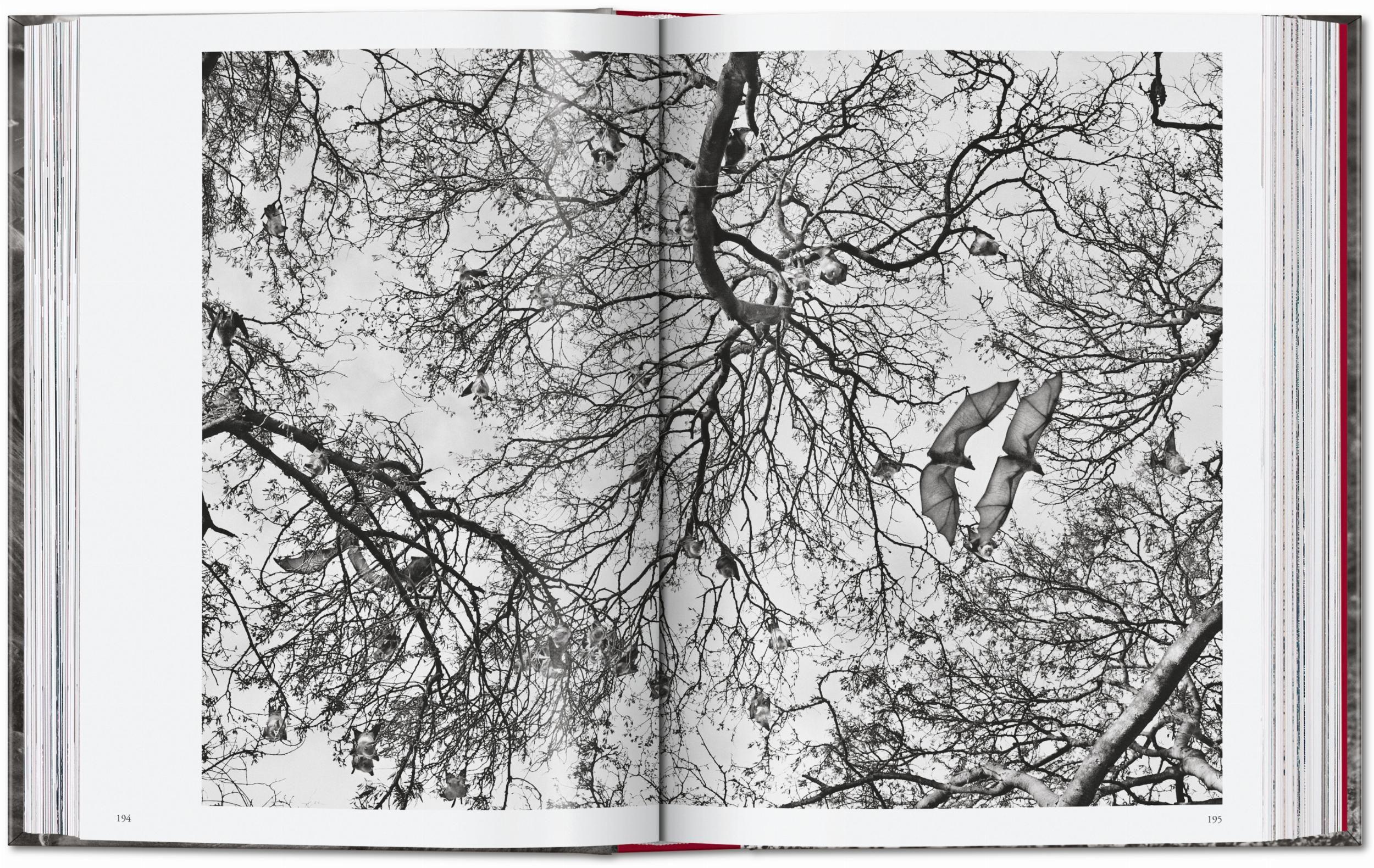 Beispielinhalt (Bild) Sebastião Salgado. Genesis. 45th Ed.