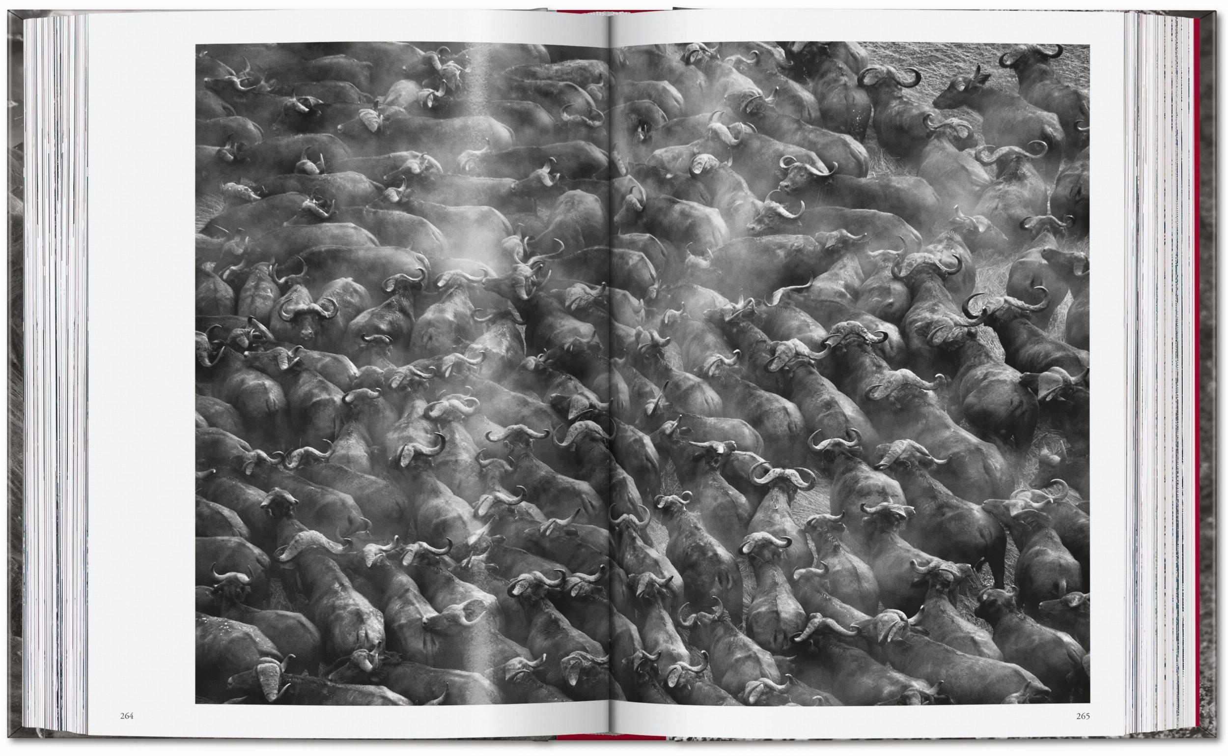 Beispielinhalt (Bild) Sebastião Salgado. Genesis. 45th Ed.
